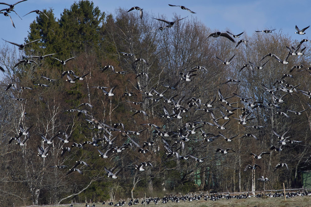 BarnacleGeese05178