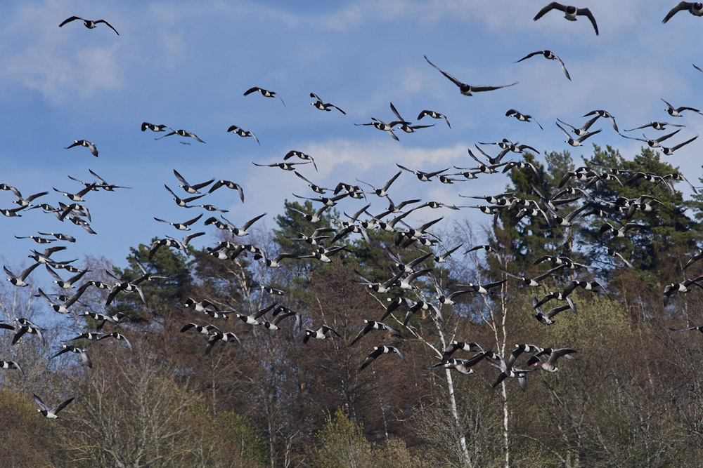 BarnacleGeese05179