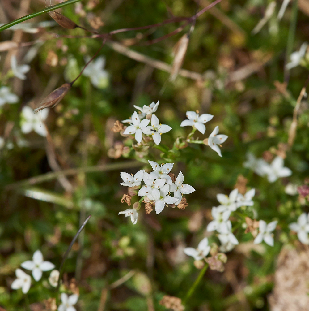 Bedstraw170617-1