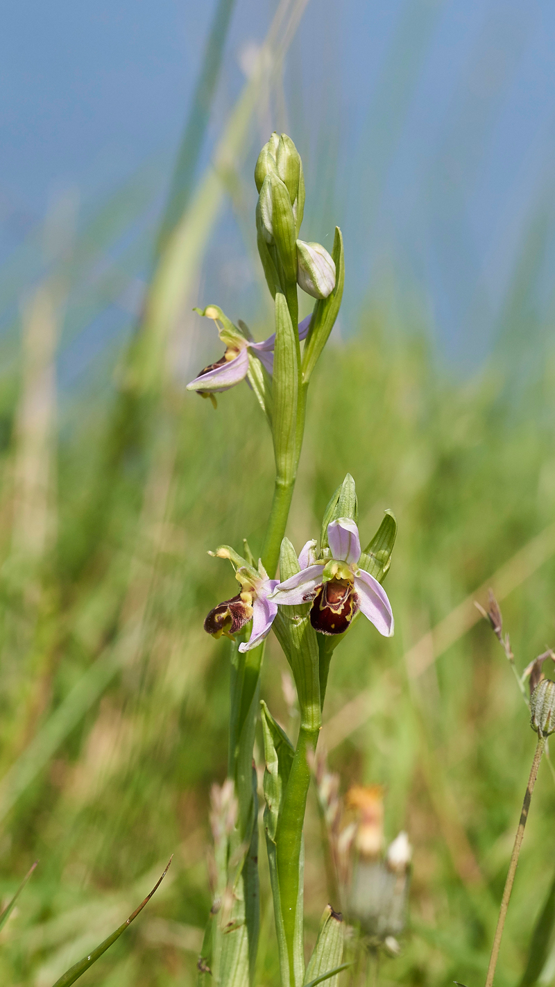 BeeOrchid030617-1