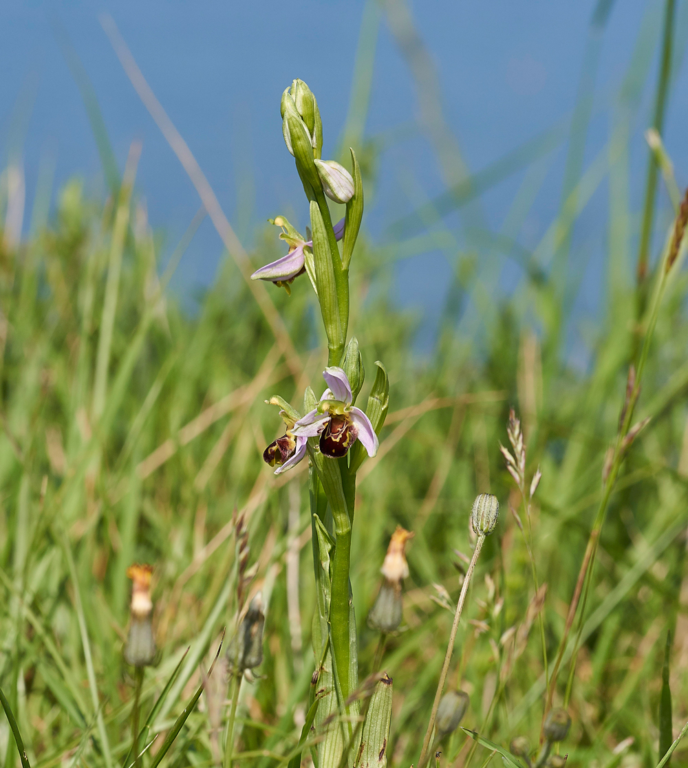 BeeOrchid030617-3