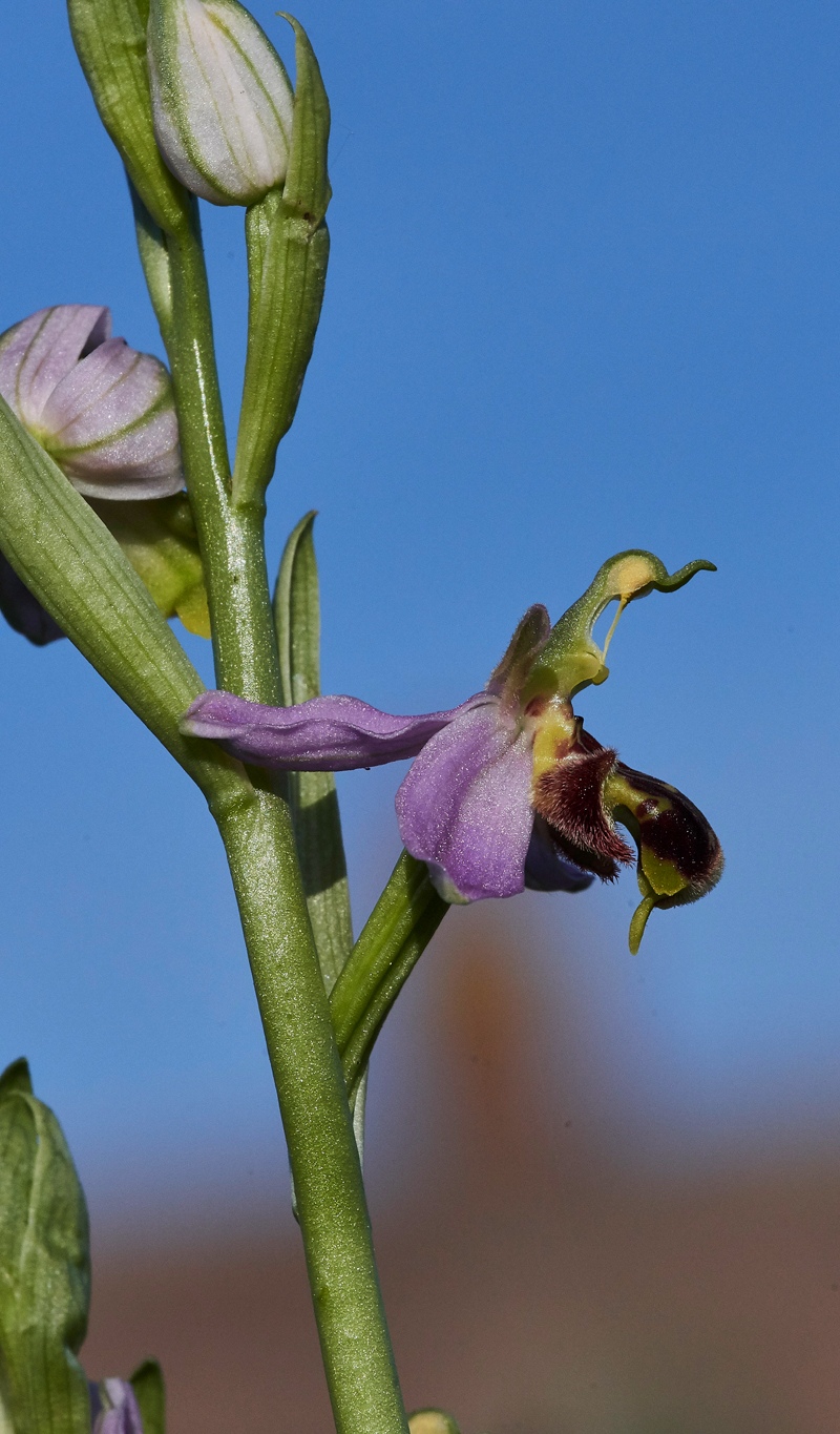 BeeOrchid050617-1