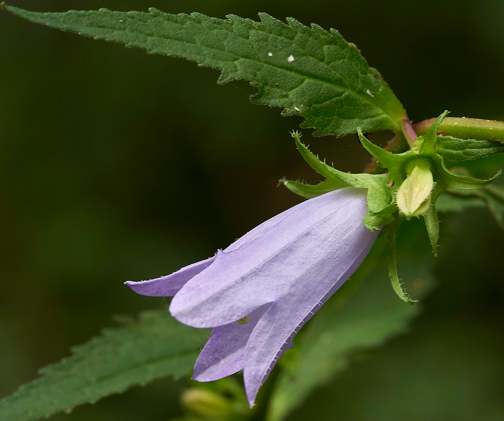 BellFlower160717-1