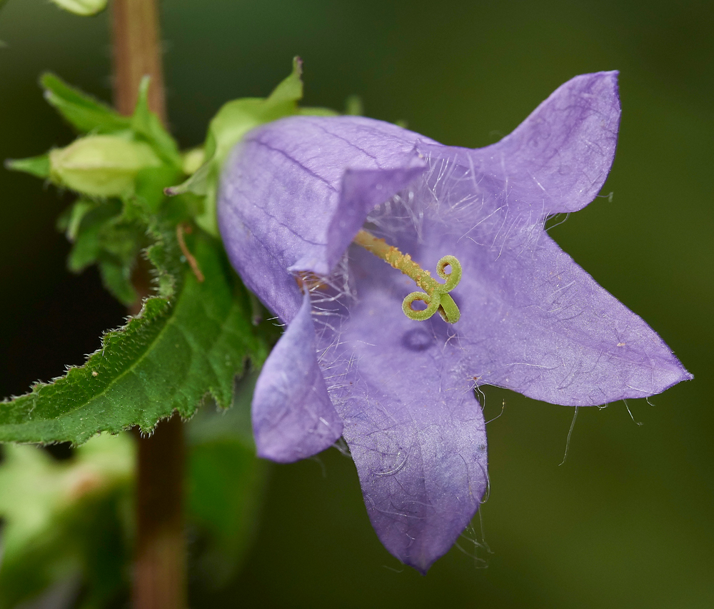 BellFlower160717-2