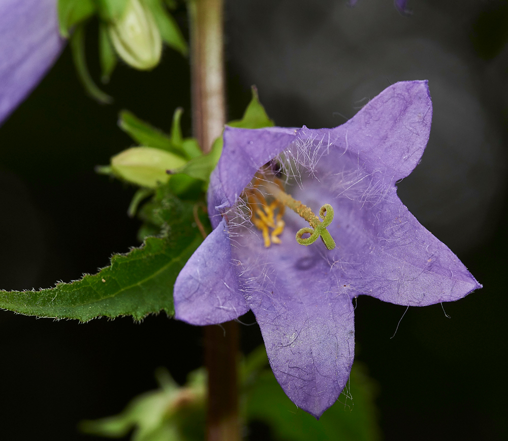 BellFlower160717-3