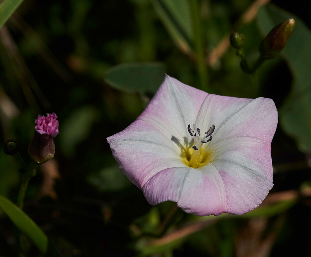 Bindweed170617-1