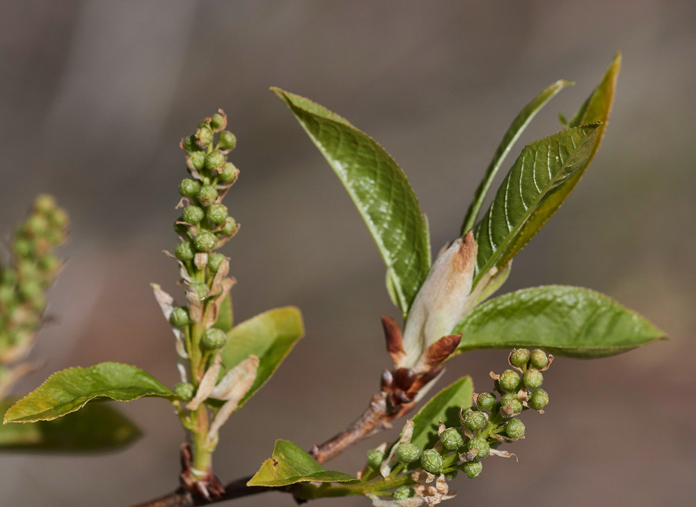 BirdCherry05171