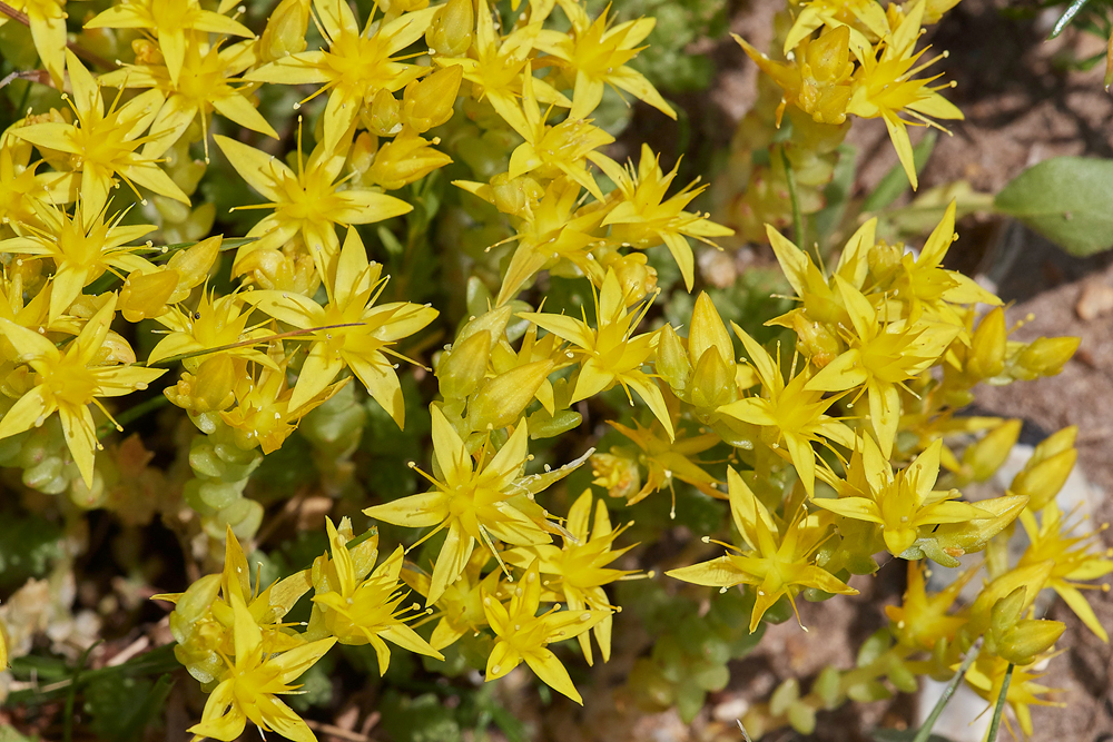 BitingStoneCrop190617-1