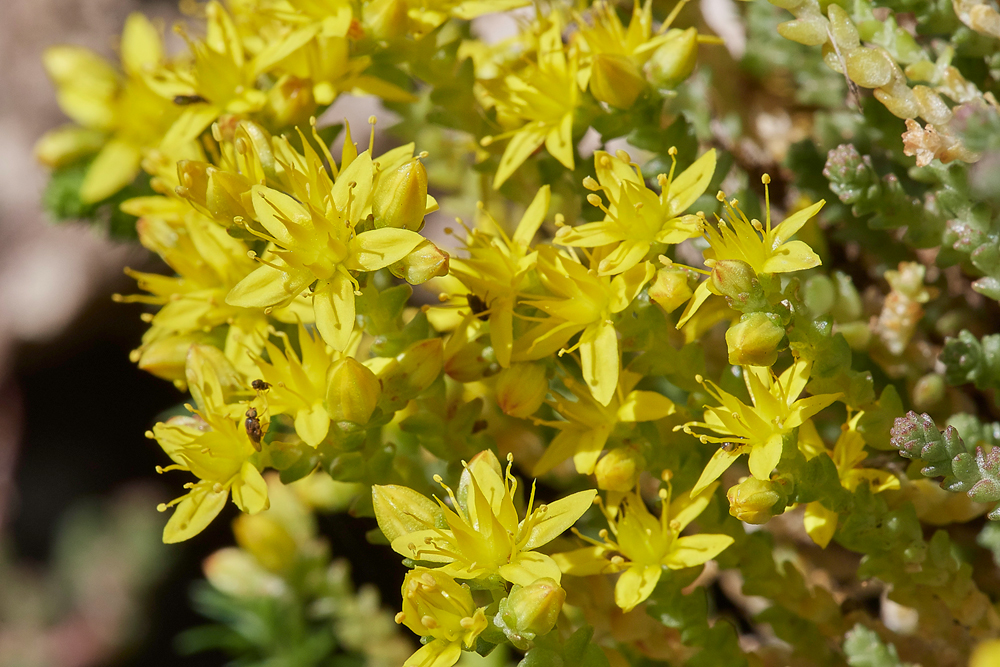 BitingStonecrop190617-2