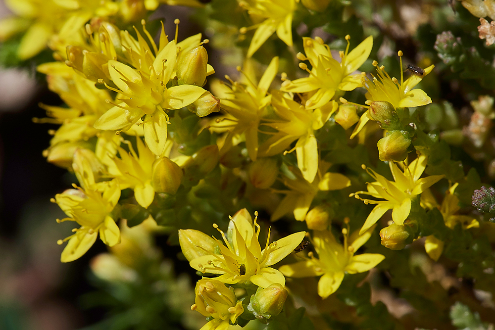 BitingStonecrop190617-3