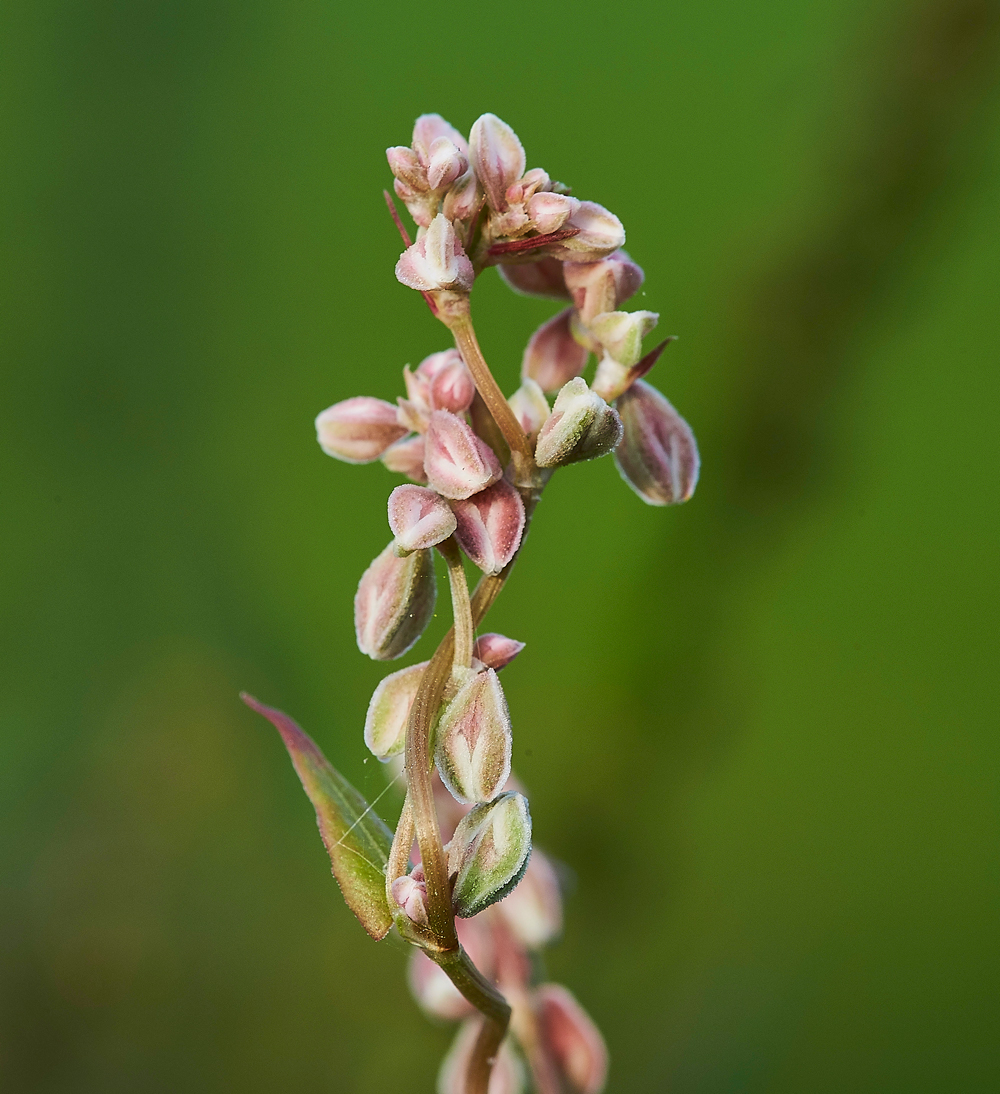 BlackBindweed140817-1