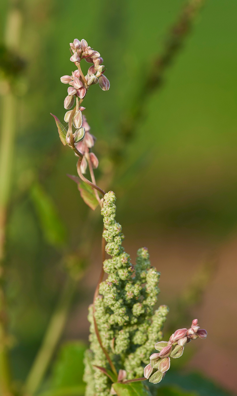 BlackBindweed140817-2