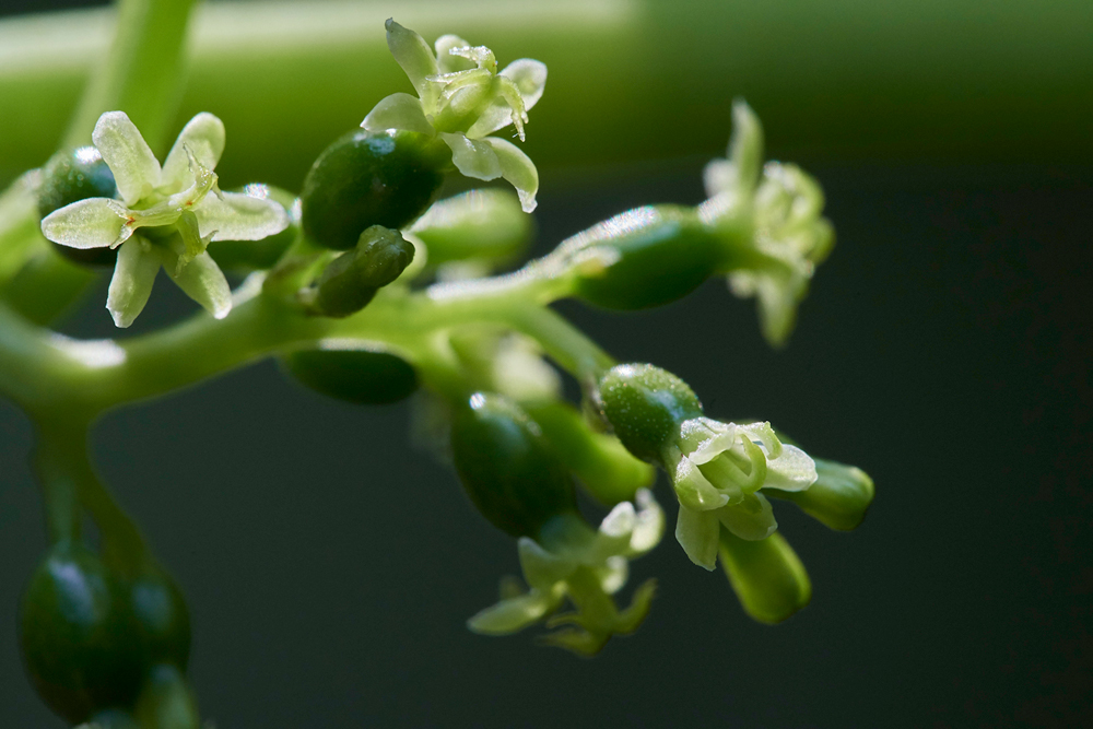 BlackBryony050617-1