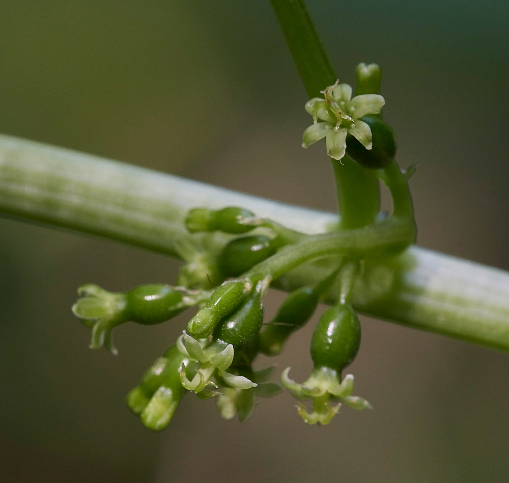 BlackBryony050617-2