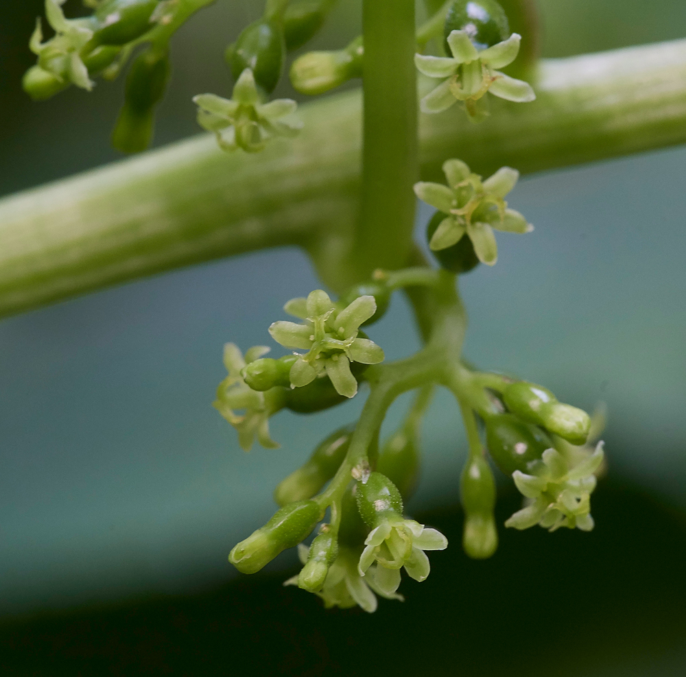 BlackBryony050617-3