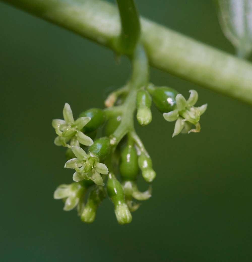 BlackBryony050617-4