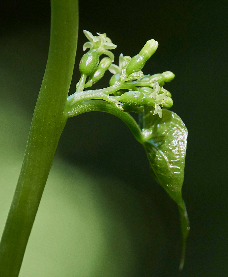 BlackBryony050617-5