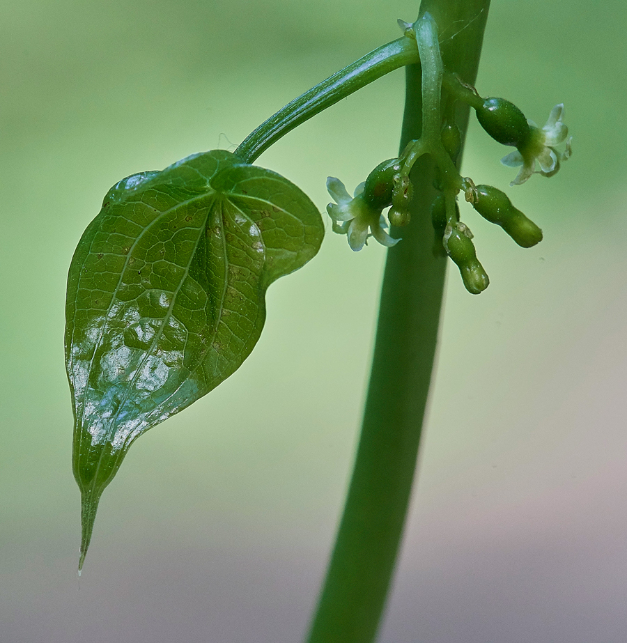 BlackBryony050617-6