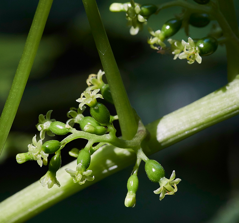 BlackBryony050617-7