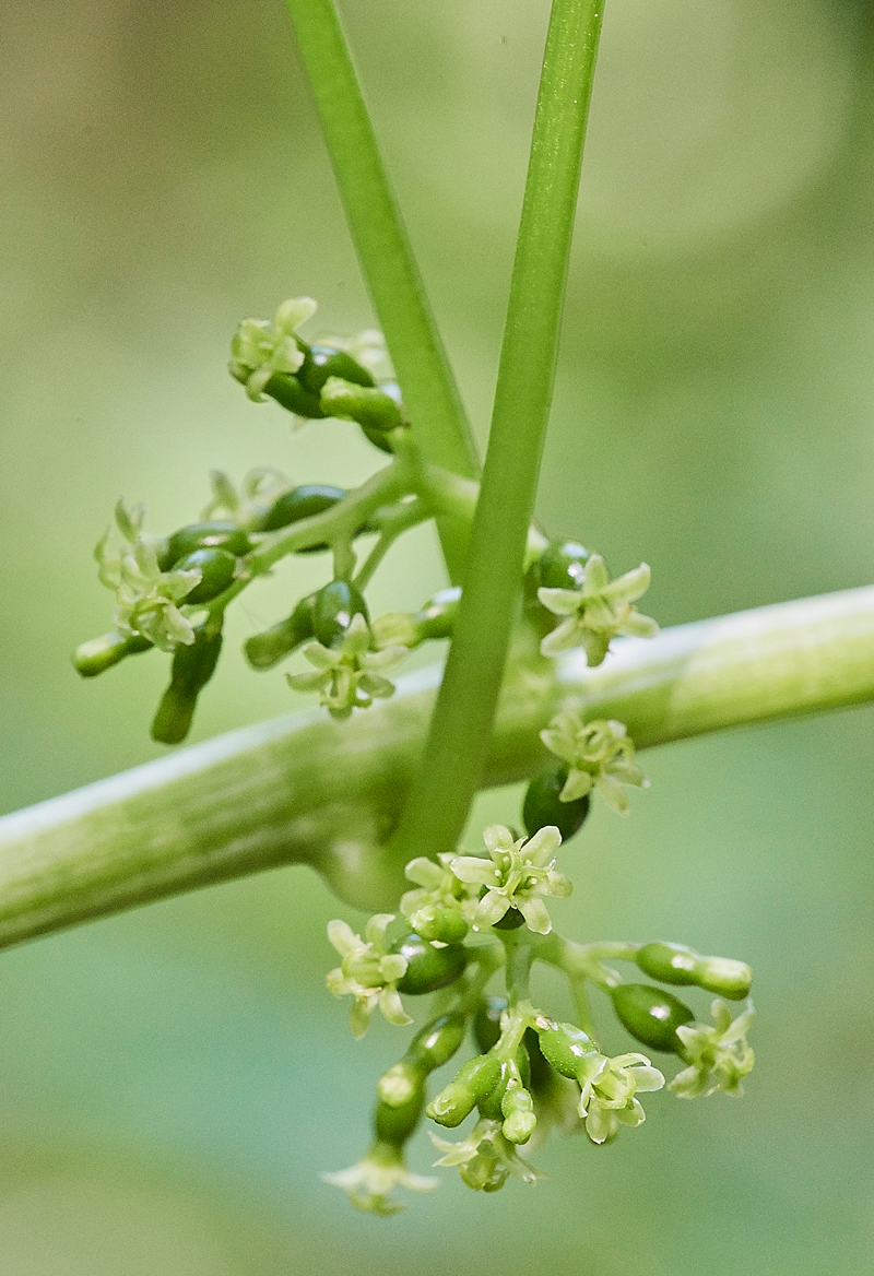 BlackBryony050617-8