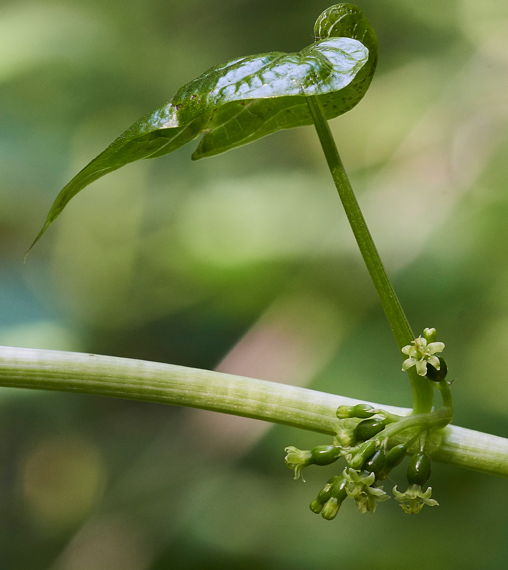 BlackBryony050617-9