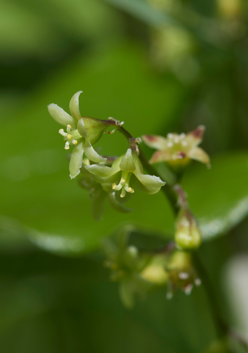 BlackBryony090617-1