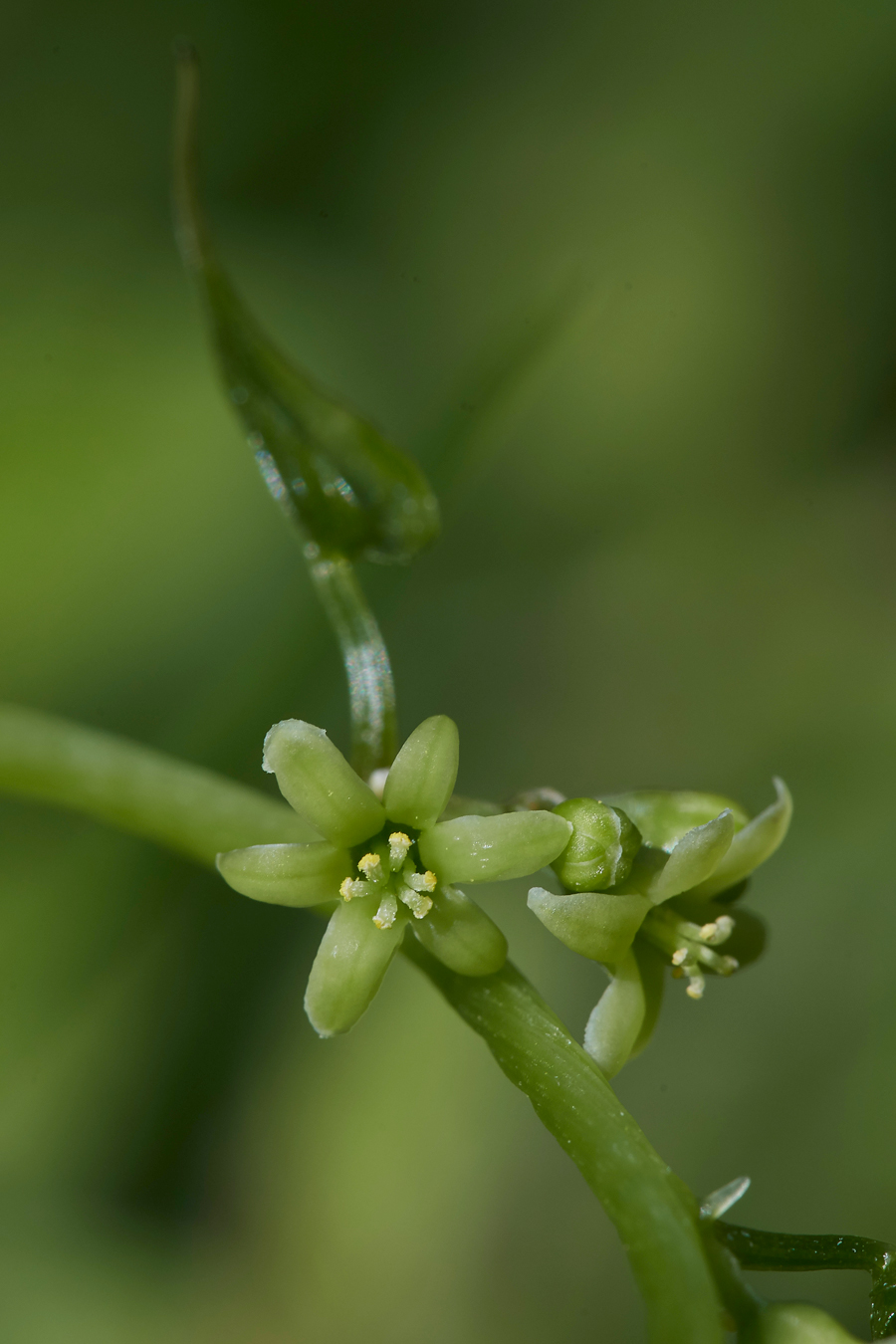 BlackBryony090617-2