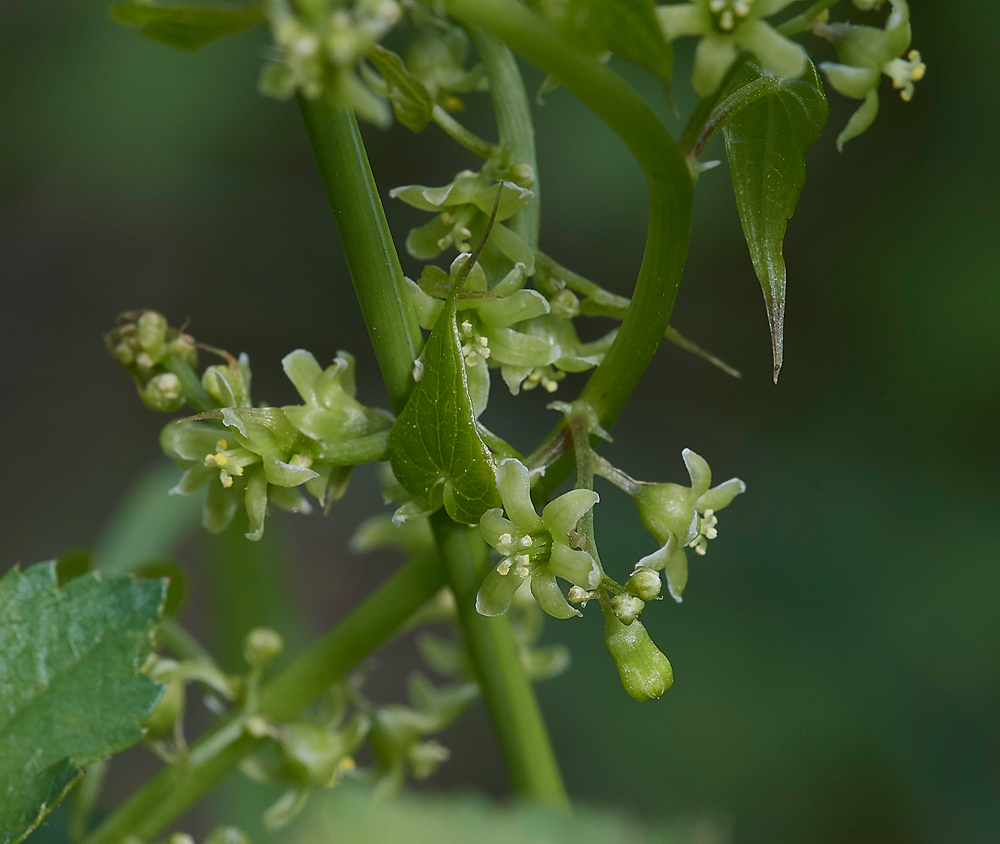 BlackBryony090617-3