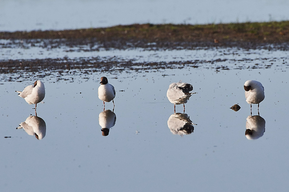 BlackHeadedGull140717-1