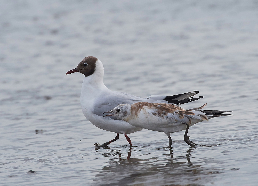 BlackHeadedGull280717-1