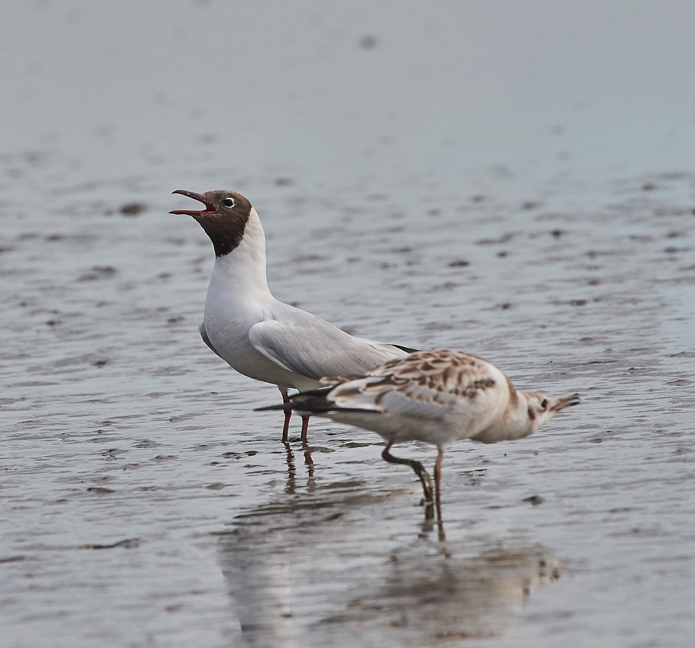 BlackHeadedGull280717-2