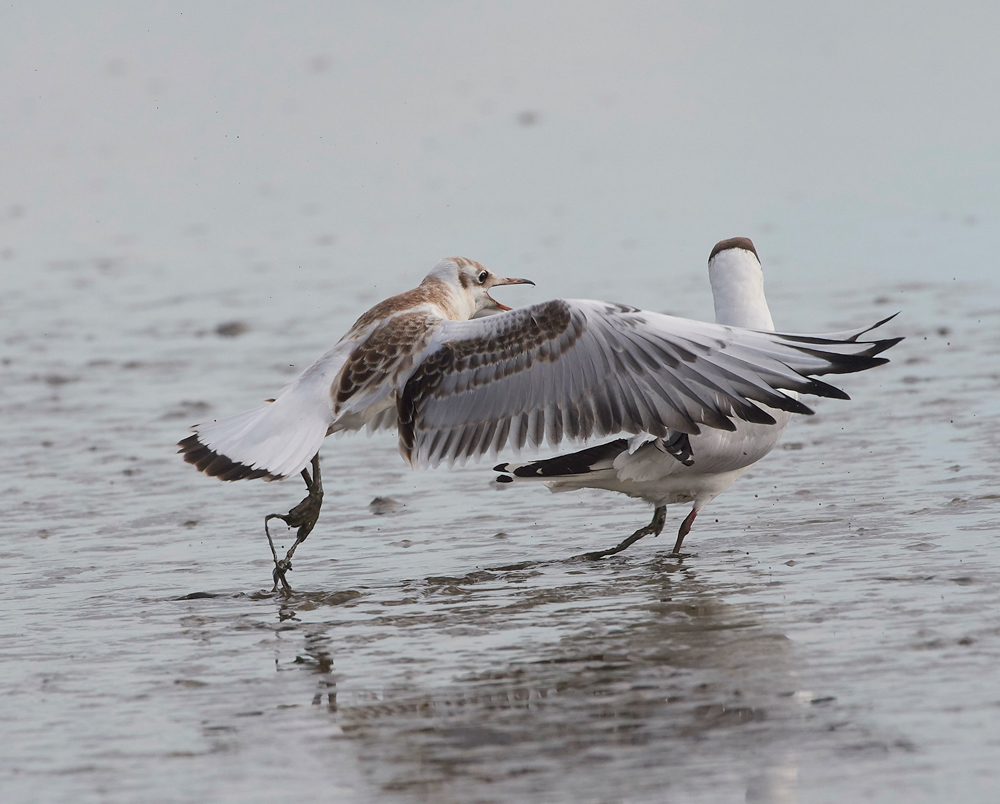 BlackHeadedGull280717-3