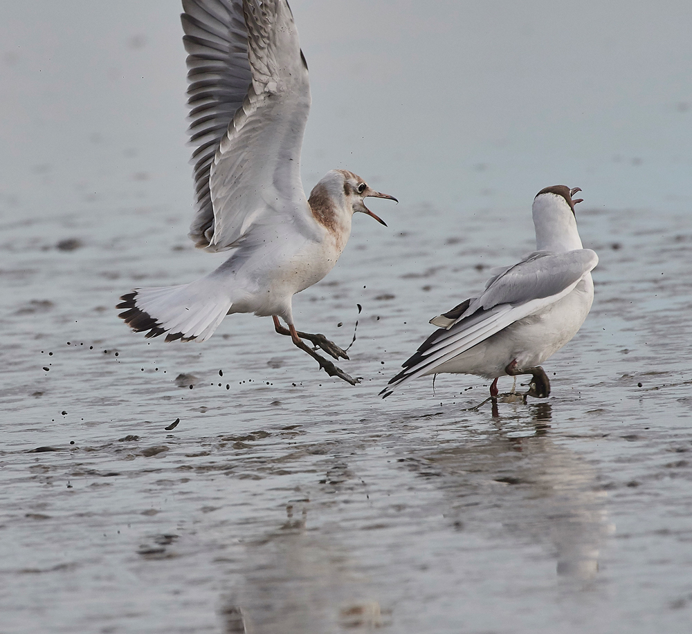 BlackHeadedGull280717-4