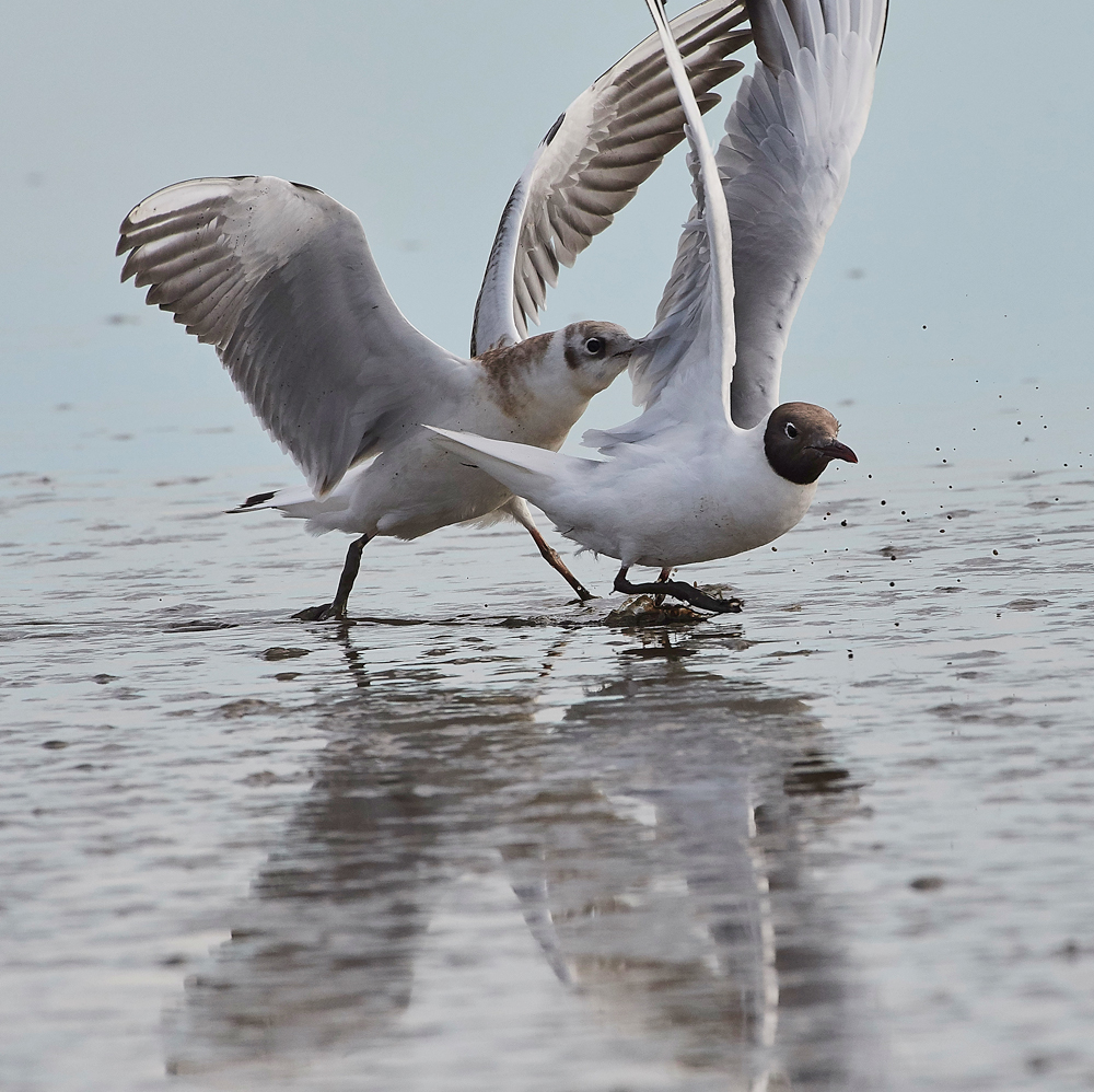 BlackHeadedGull280717-5