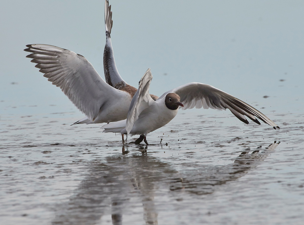 BlackHeadedGull280717-6