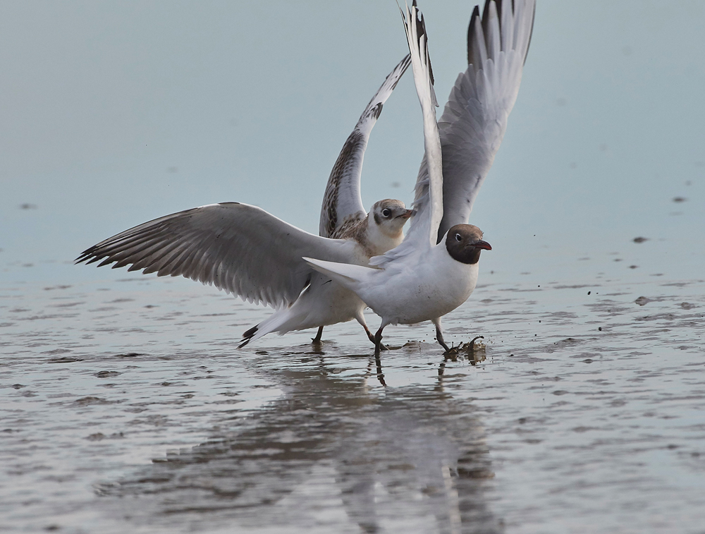 BlackHeadedGull280717-7