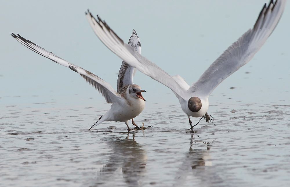 BlackHeadedGull280717-8