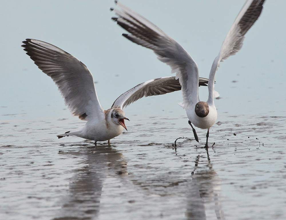 BlackHeadedGull280717-9