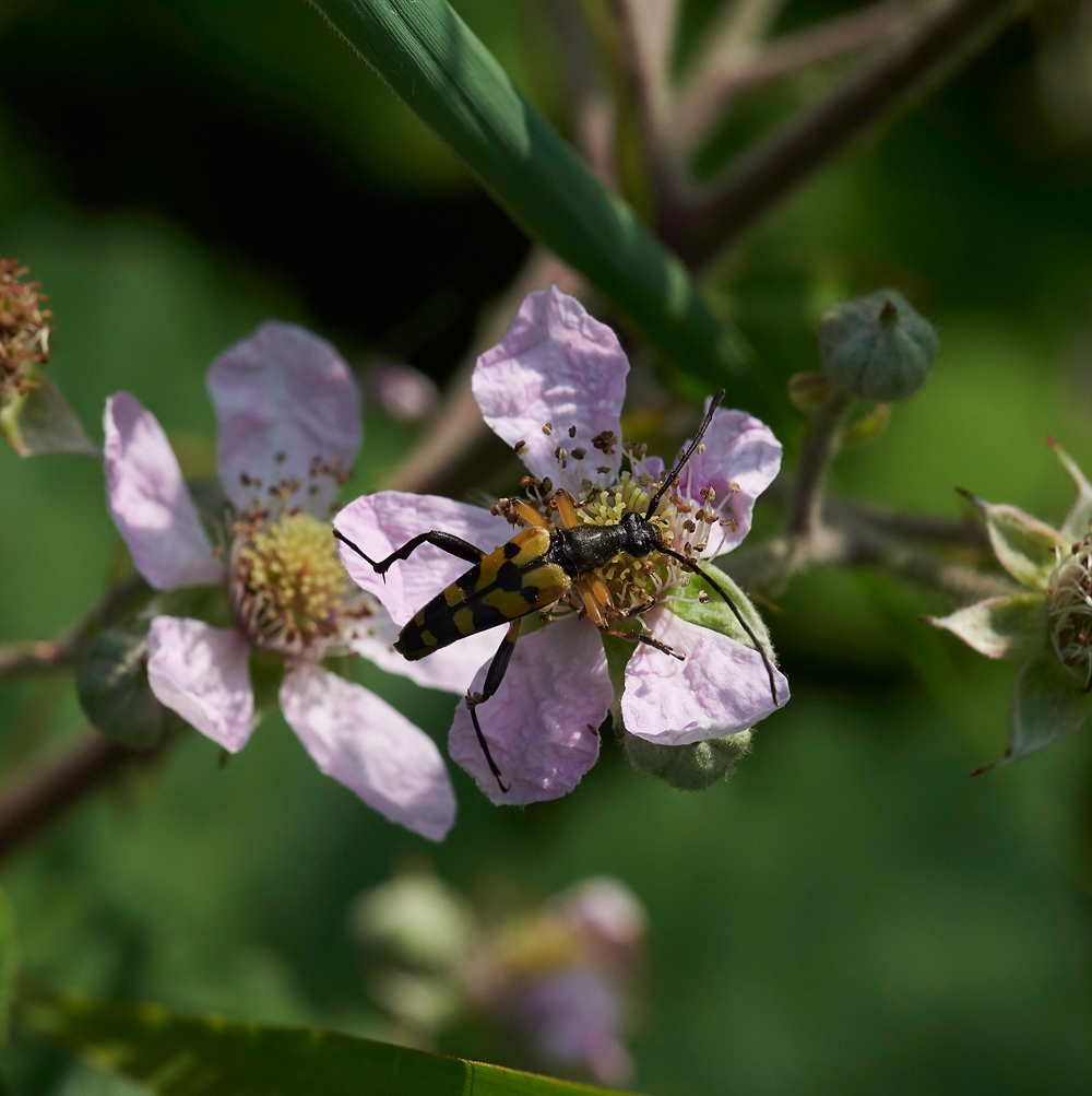 BlackSpottedLonghornBeetle210617