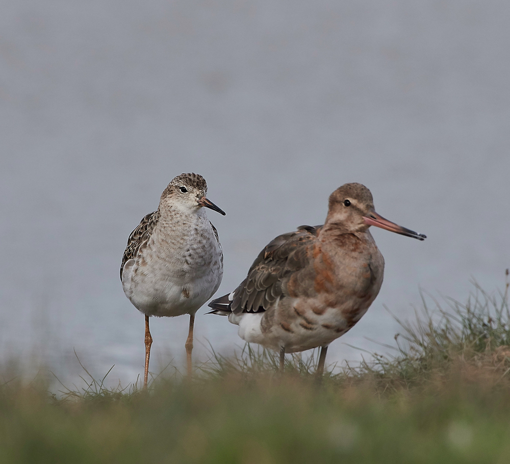 BlackTailedGodwit&#38;Ruff030817-1