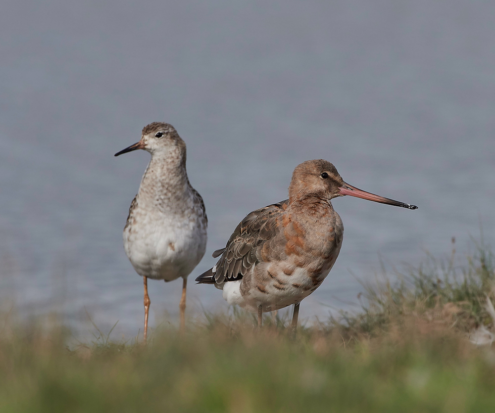 BlackTailedGodwit&#38;Ruff030817-2