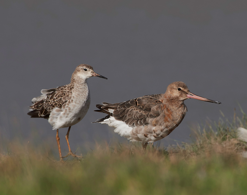 BlackTailedGodwit&#38;Ruff030817-3