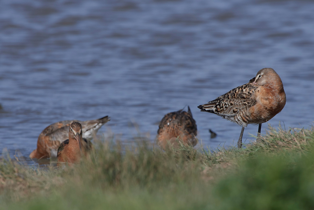 BlackTailedGodwit030817-1