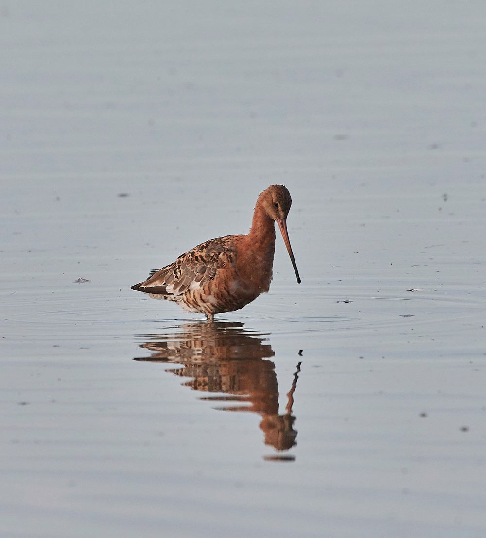 BlackTailedGodwit140717-1