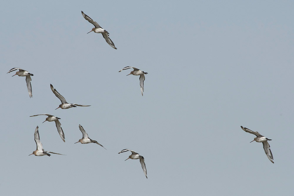 BlackTailedGodwit160817-1