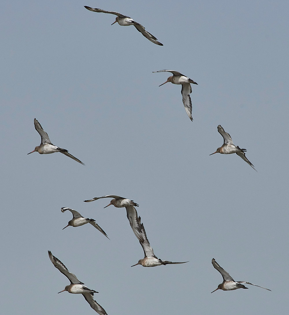 BlackTailedGodwit160817-3