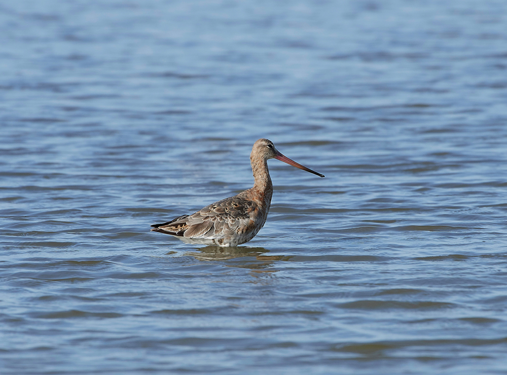 BlackTailedGodwit170717-1