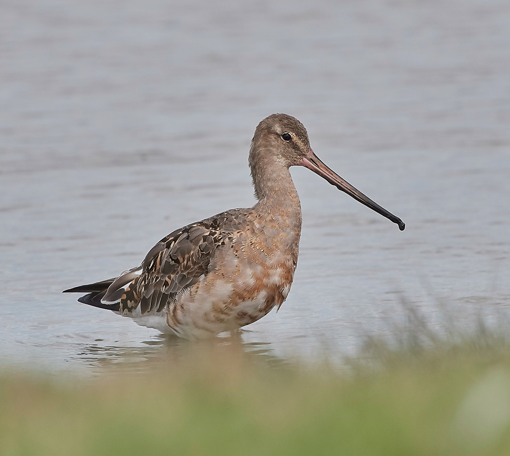 BlackTailedGodwit270717-1