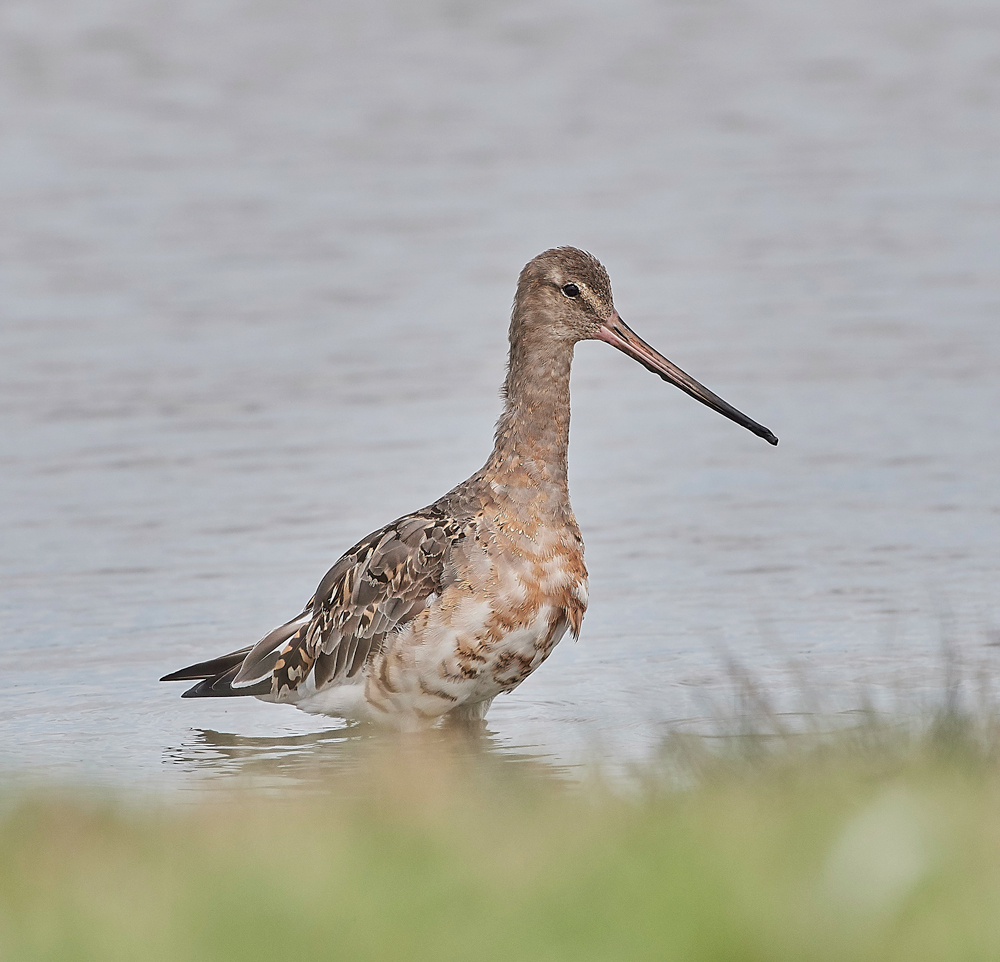 BlackTailedGodwit270717-2