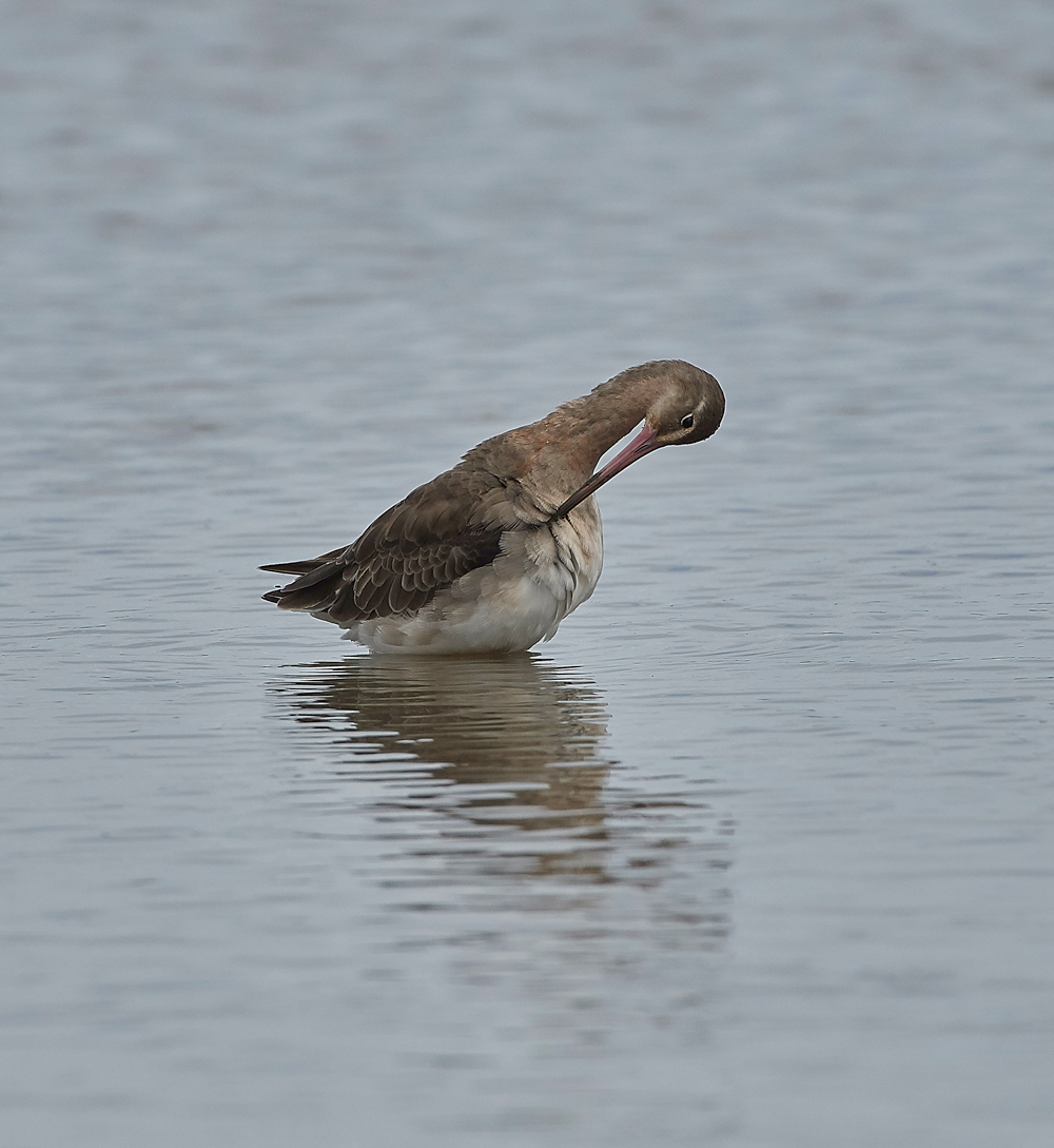 BlackTailedGodwit270717-3